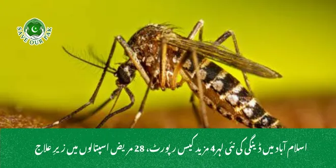 اسلام آباد میں ڈینگی کی نئی لہر4 مزید کیس رپورٹ، 28 مریض اسپتالوں میں زیرِ علاج